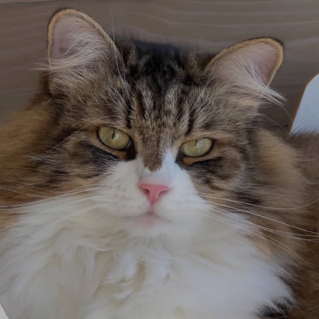  ......adamus   'recent posts' 