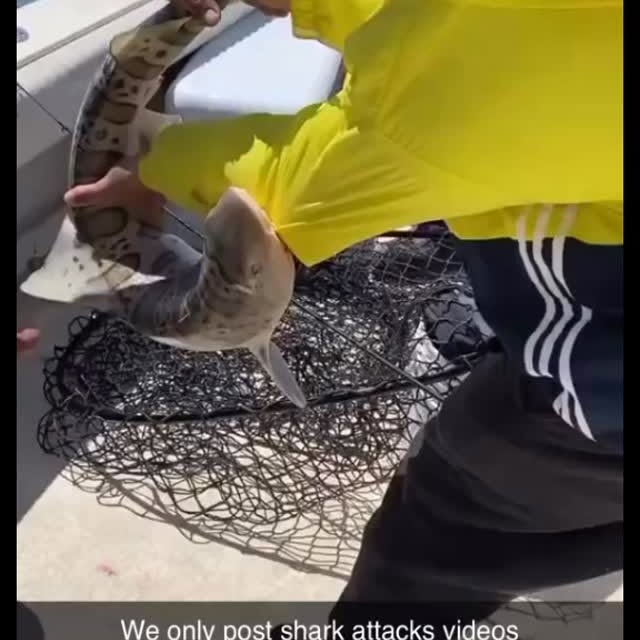  .........arkattacks   'recent posts' 