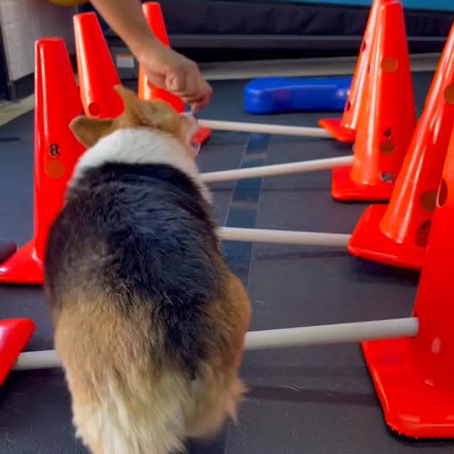  .....corgis   'recent posts' 