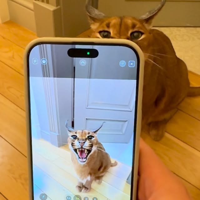  ......aracal   'recent posts' 