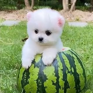 Hire .....paw influencer with 81.7k