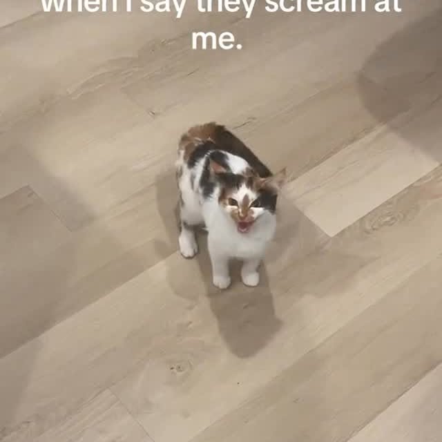  ...........irtonguesout   'recent posts' 