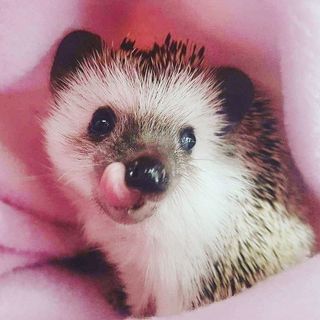 shoutout from ........hedgehogs influencer on Instagram  