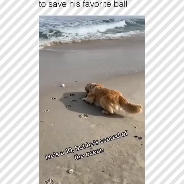  .....pawsz   'recent posts' 