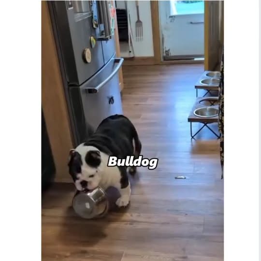  .....ibess   'recent posts' 