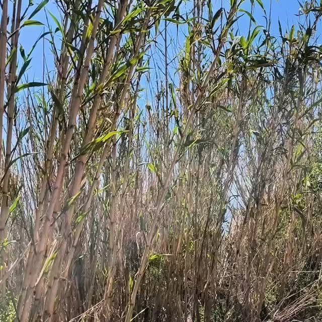  ........viajeros   'recent posts' 