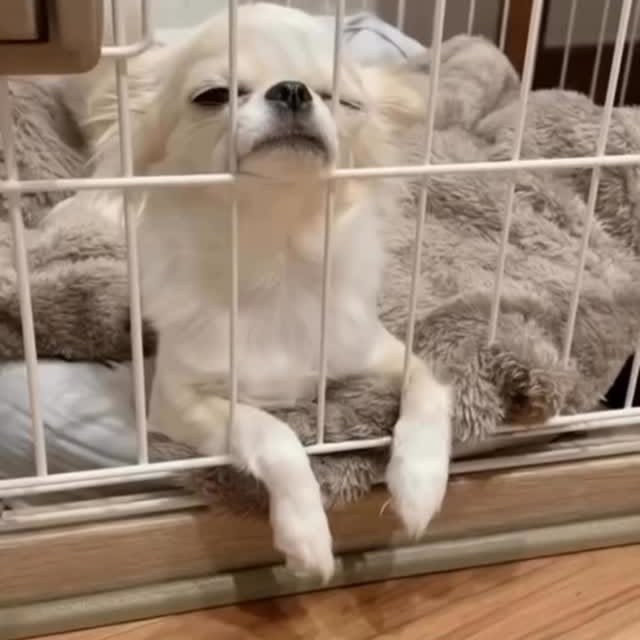  .......uapuppy   'recent posts' 