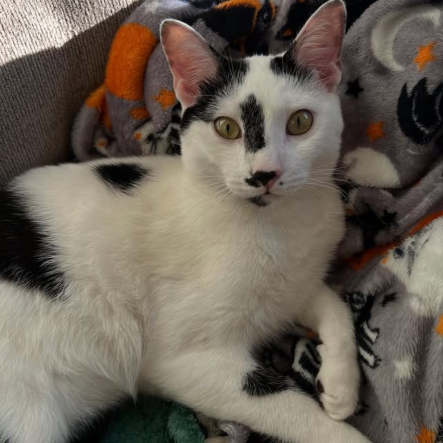  .......skittens   'recent posts' 