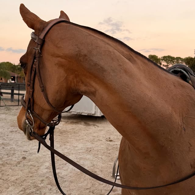  .....hulse   'recent posts' 