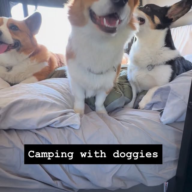  .....corgis   'recent posts' 