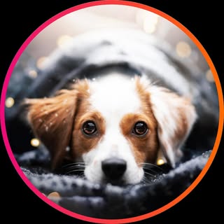 Hire ......_puppy influencer with 103.4k