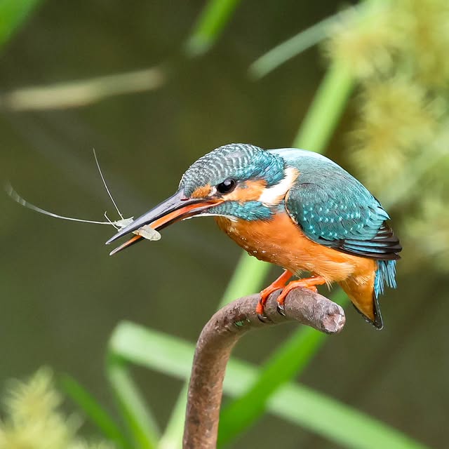  .....yland   'recent posts' 