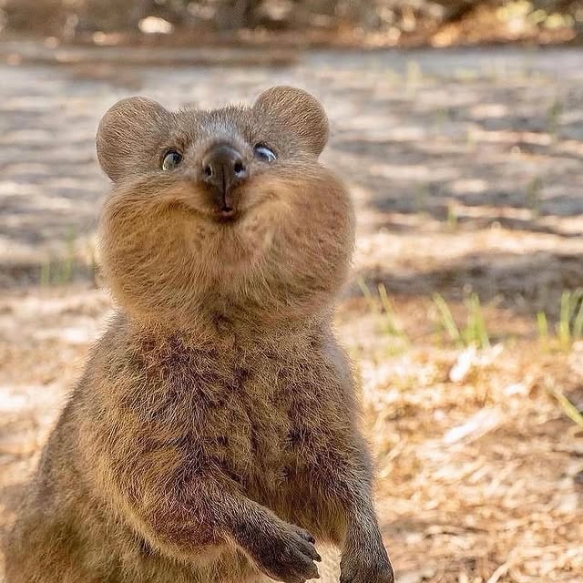  .......rfervor   'recent posts' 