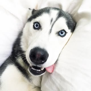 Hire .....tmiles influencer with 114.6k